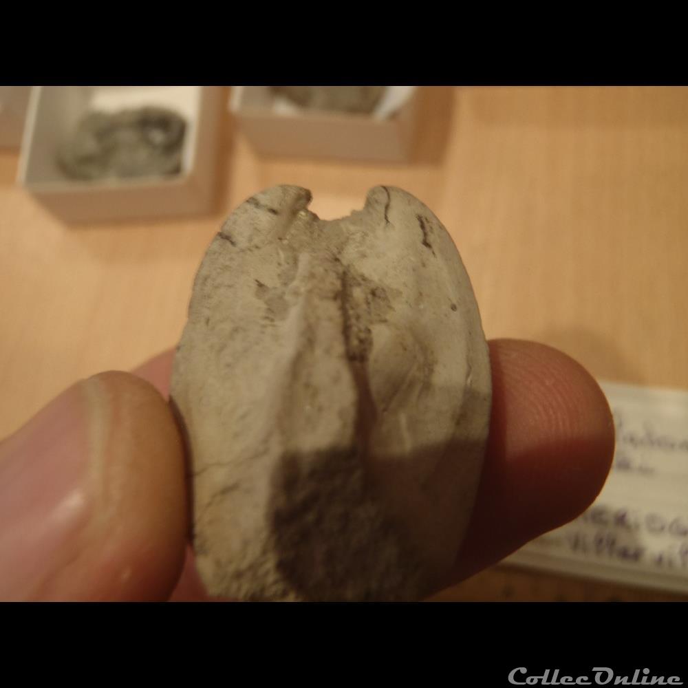 Pholadomya protei 2 coquillage fossile pholadomya protei