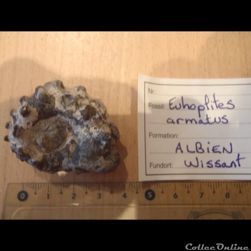Euhoplites armatus coquillage fossile invertebre euhoplites armatus