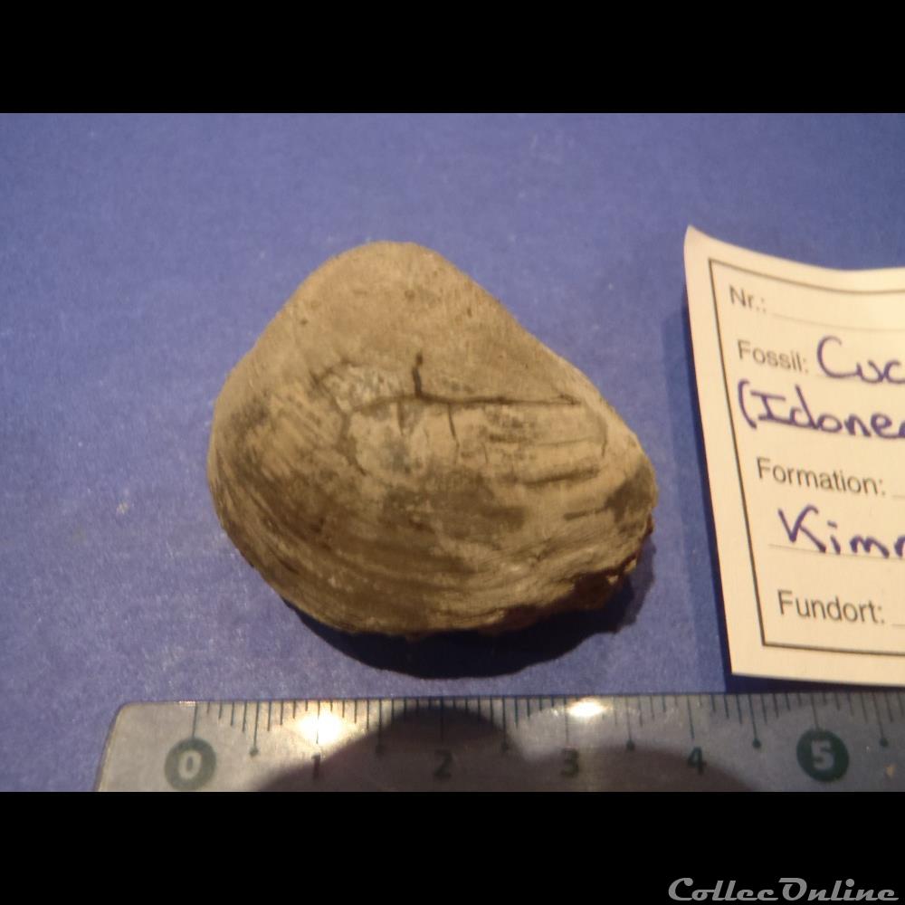 Cucullaea contracta 4 coquillage fossile invertebre cucullaea contracta