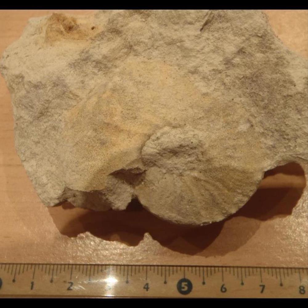 Schloenbachia varians coquillage fossile invertebre schloenbachia varians