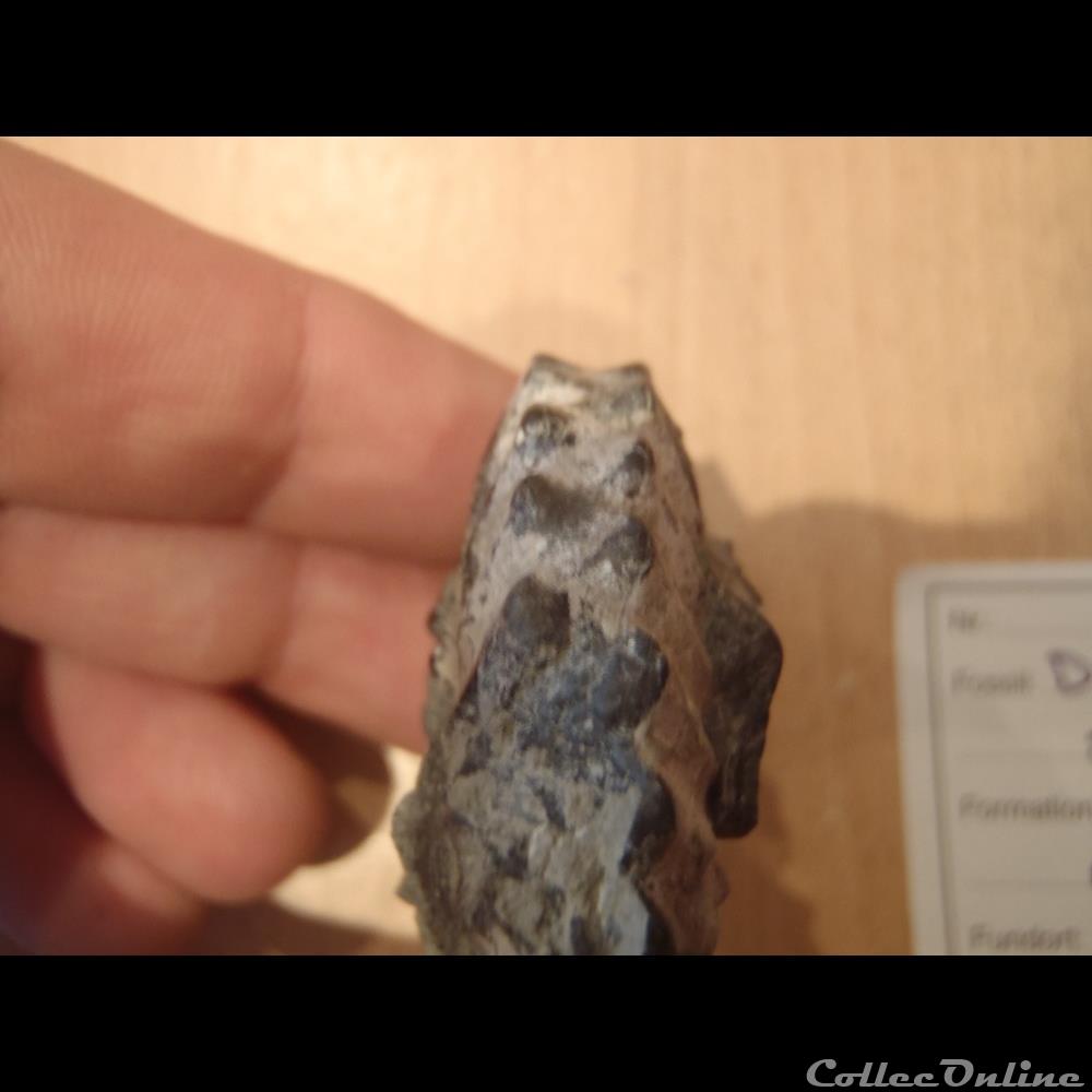 Dimorphoplites sp. 2 coquillage fossile invertebre dimorphoplites sp