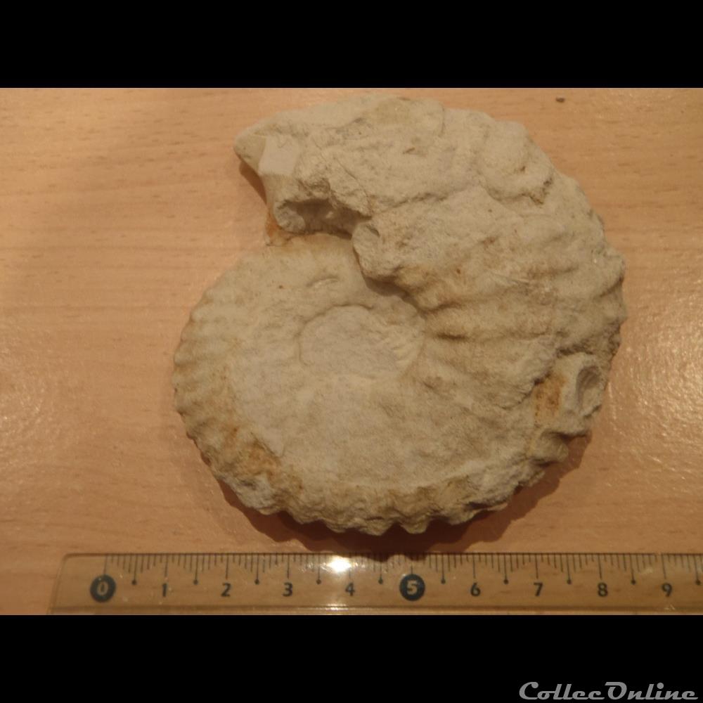Mantelliceras mantelli 2 coquillage fossile invertebre mantelliceras mantelli