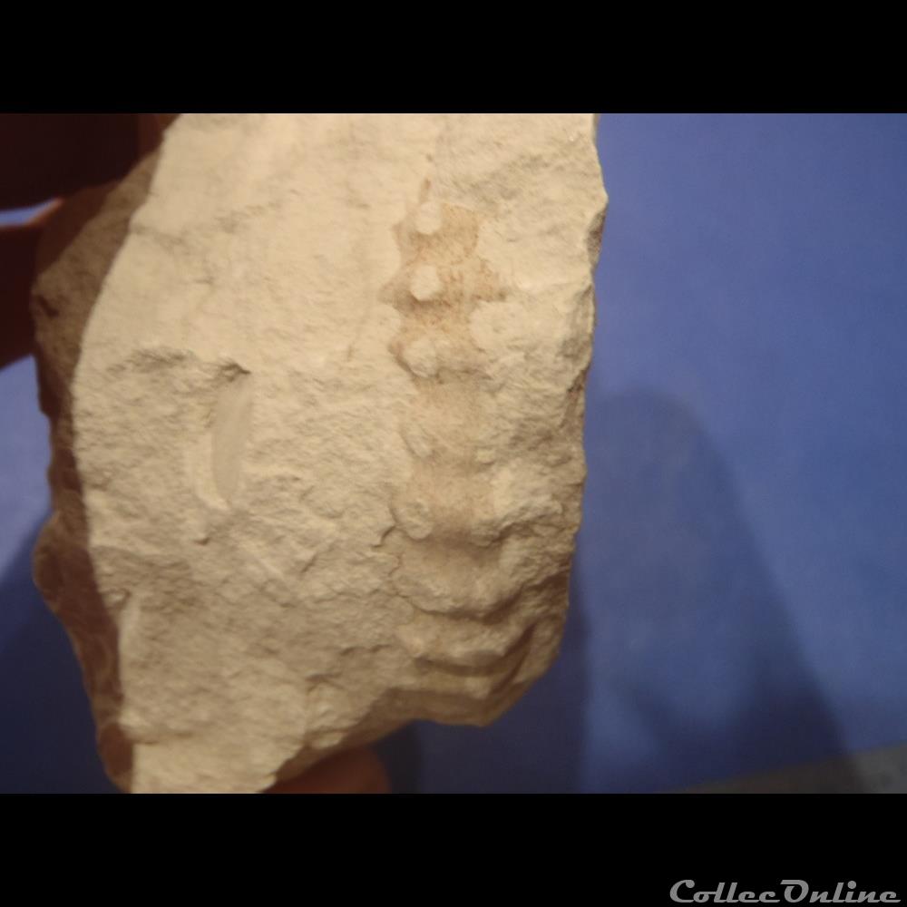 Mantelliceras mantelli 3 coquillage fossile invertebre mantelliceras mantelli