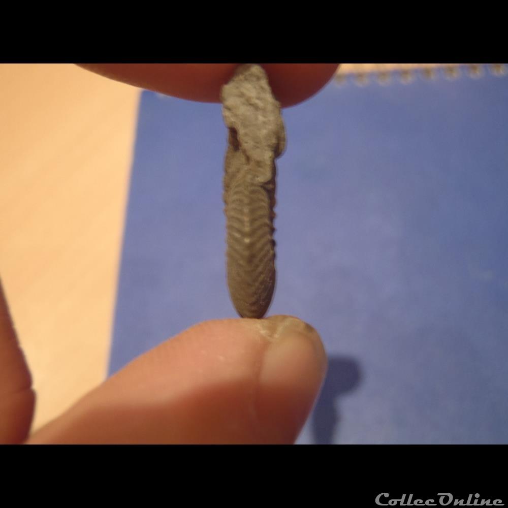 Indéterminé 3 coquillage fossile invertebre indetermine