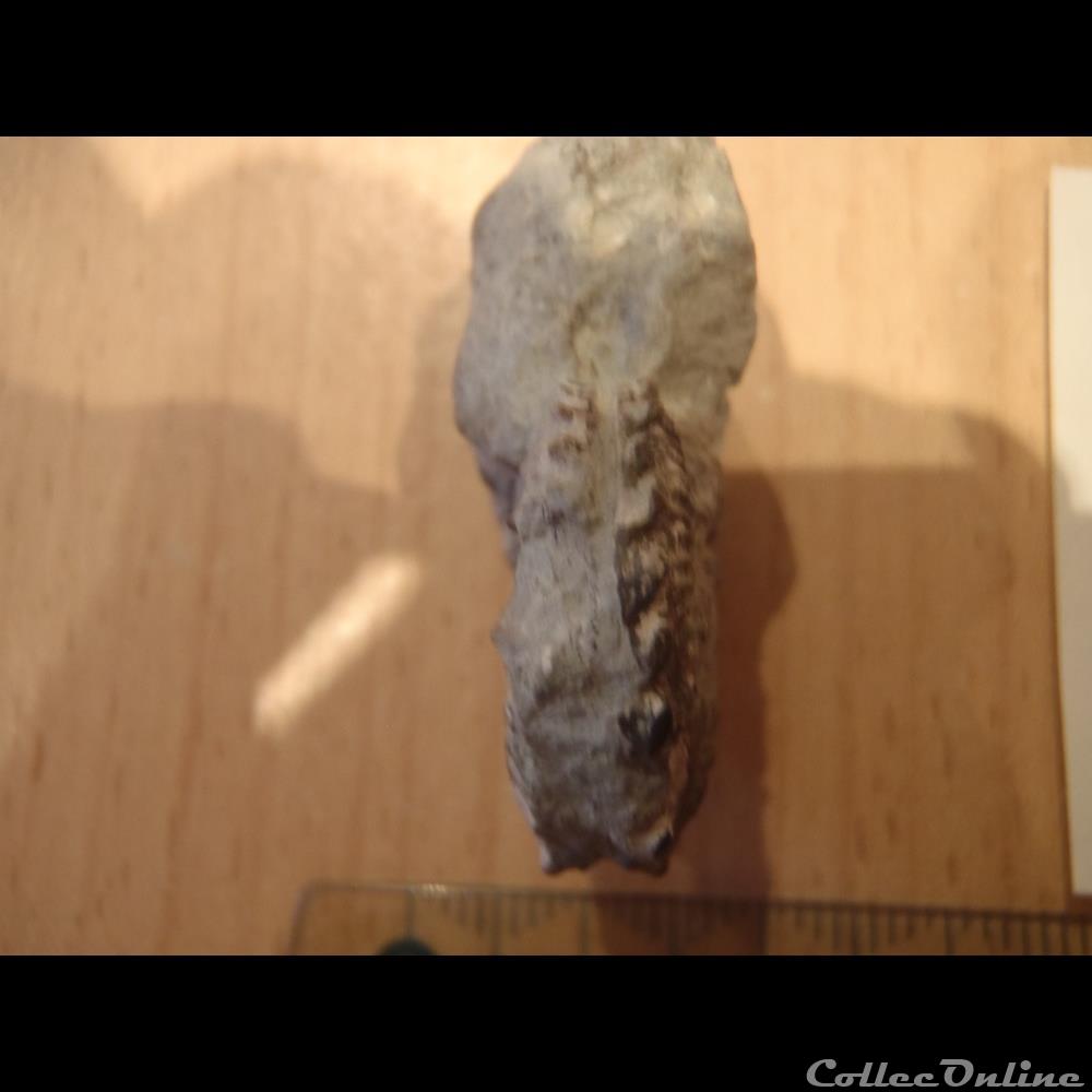 Anahoplites sp. 2 2 coquillage fossile anahoplites sp 2