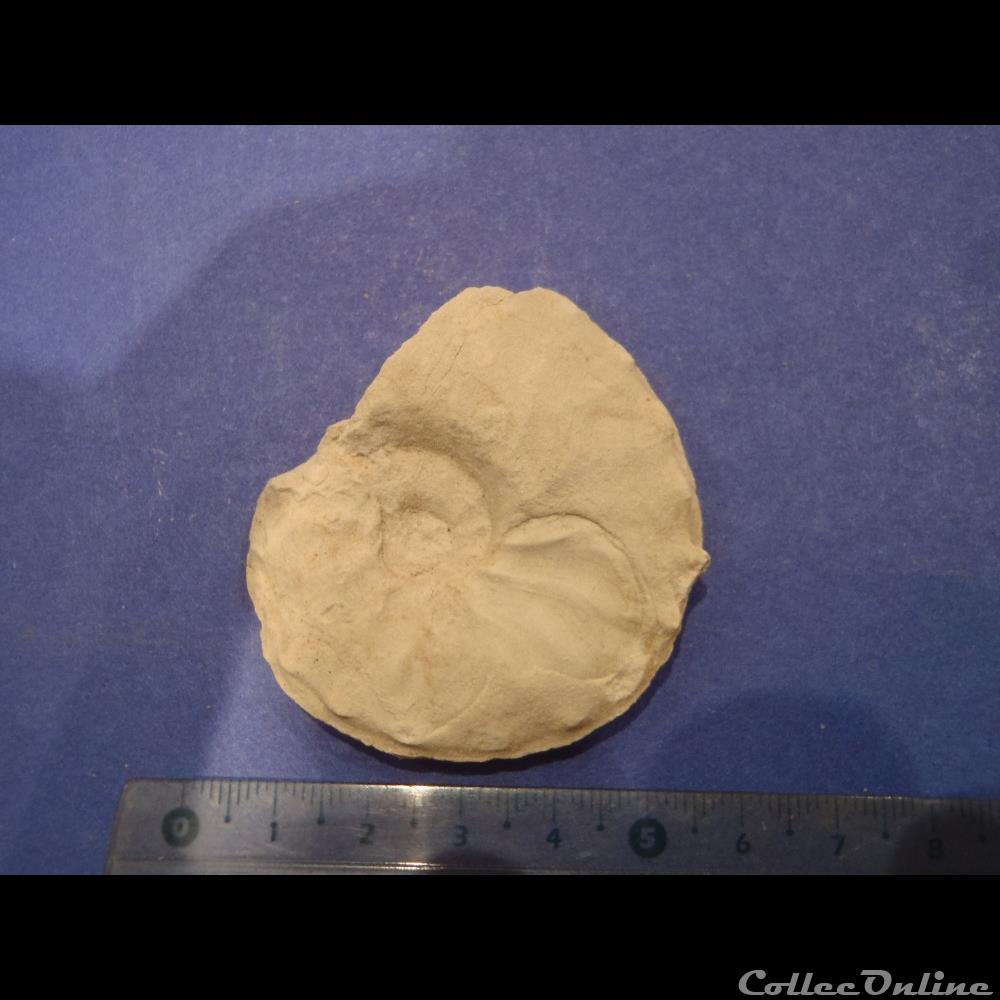 Schloenbachia varians 3 coquillage fossile invertebre schloenbachia varians
