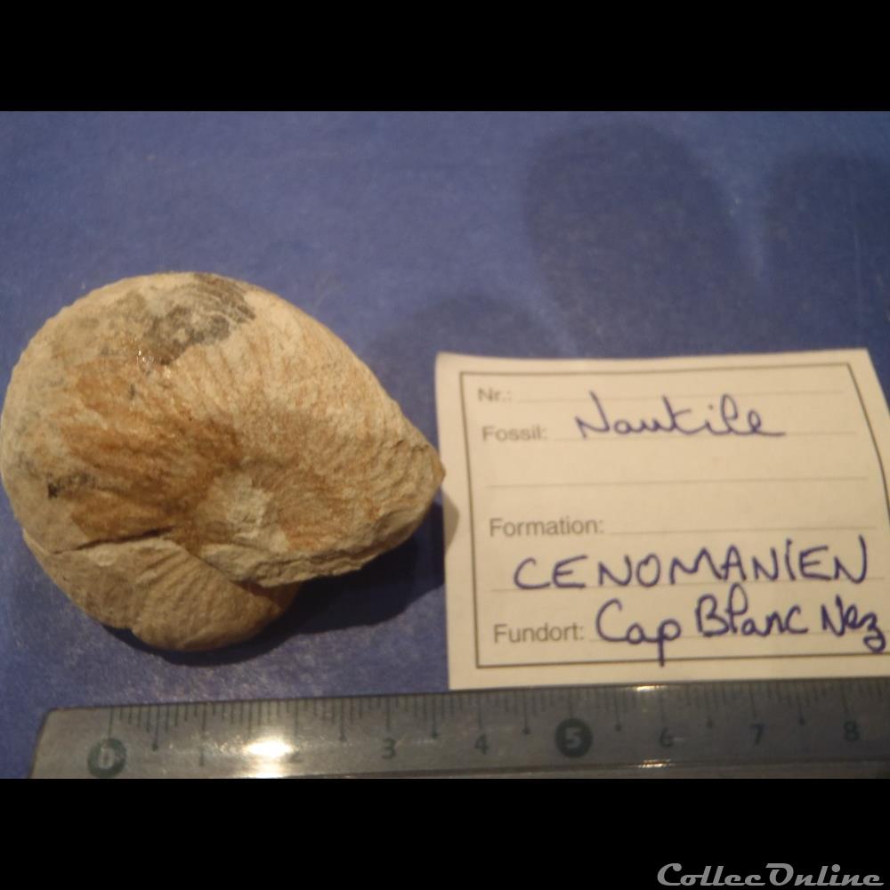 coquillage fossile invertebre cymatoceras