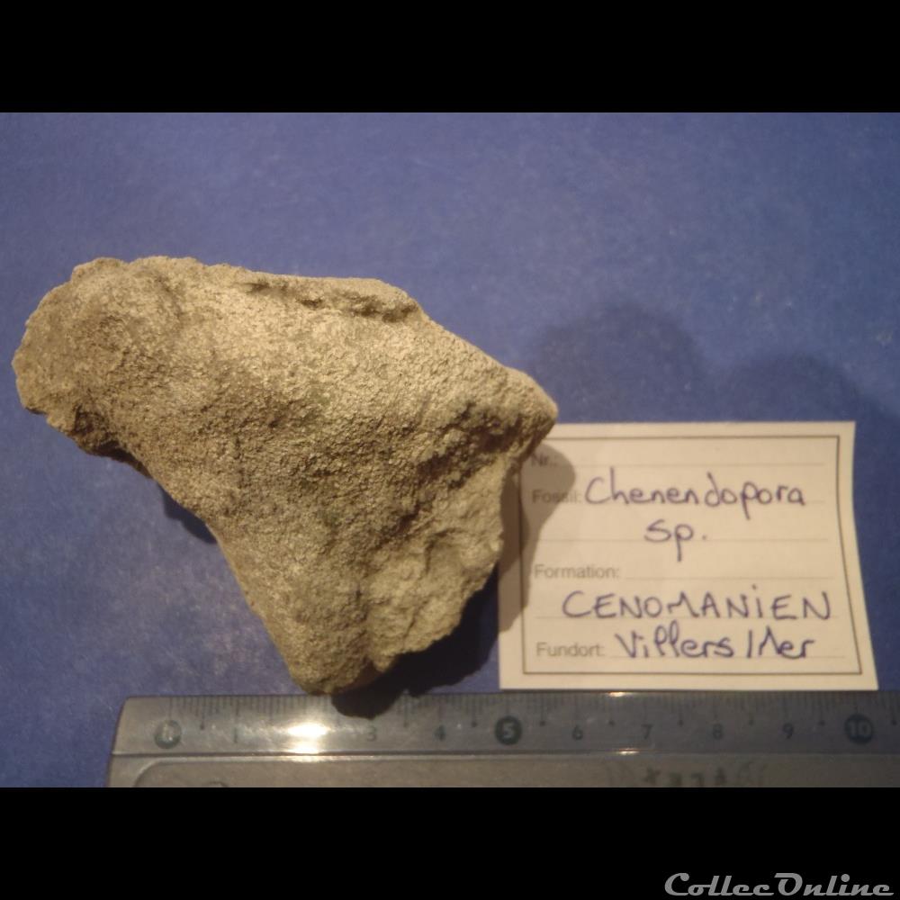 coquillage fossile invertebre chenendopora spe