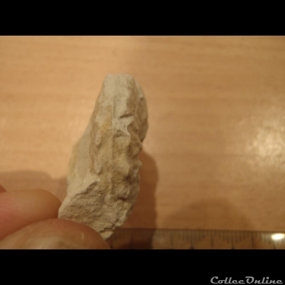 Schloenbachia varians coquillage fossile invertebre schloenbachia varians