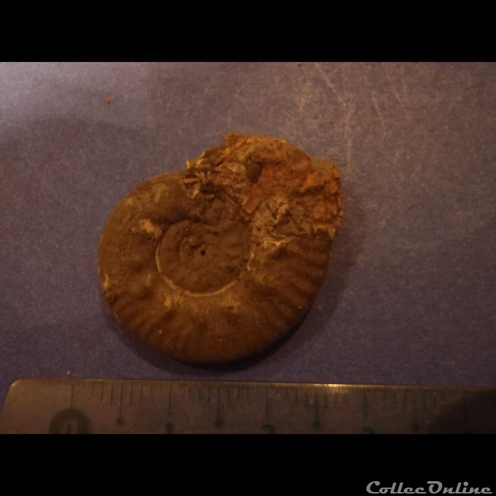 coquillage fossile indetermine