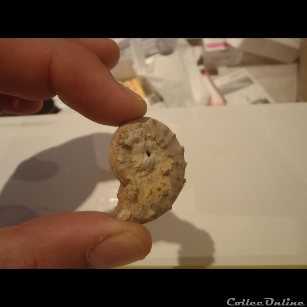 Euaspidoceras douvillei 2 coquillage fossile invertebre euaspidoceras douvillei