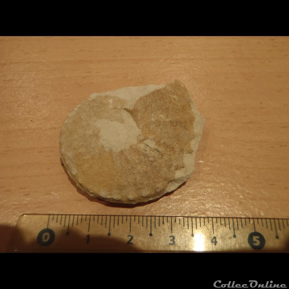 Schloenbachia varians coquillage fossile invertebre schloenbachia varians