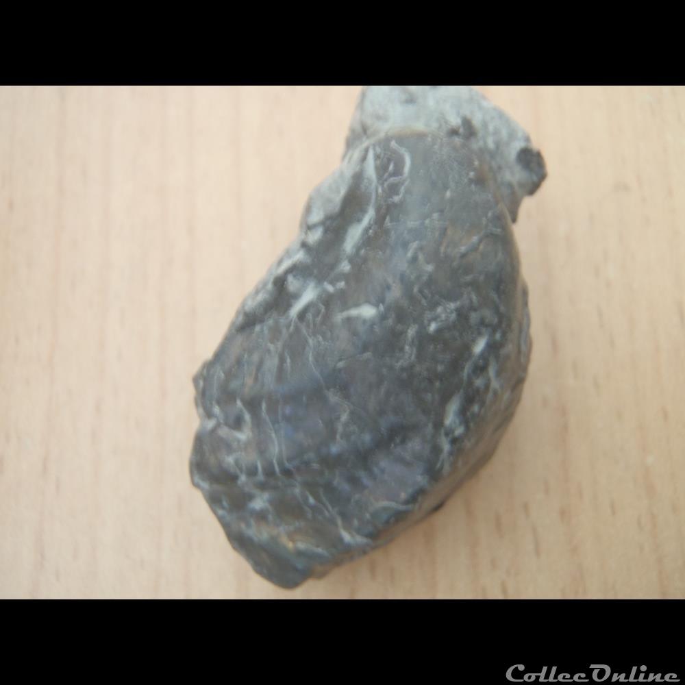 Inoceramus subsulcatus coquillage fossile invertebre inoceramus subsulcatus