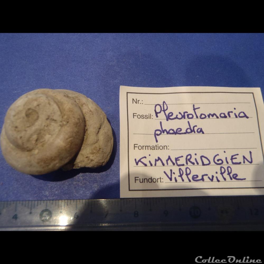 coquillage fossile invertebre pleurotomaria phaedra