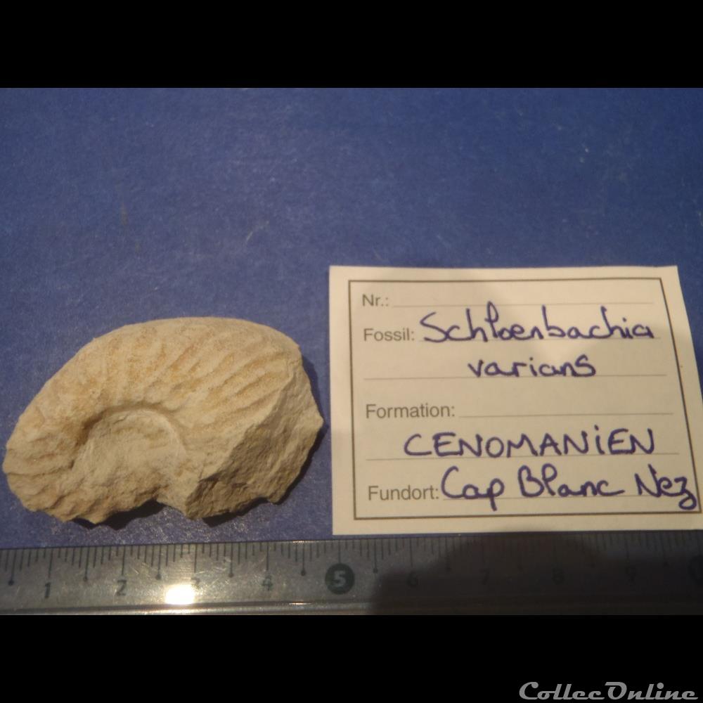 Schloenbachia varians coquillage fossile invertebre schloenbachia varians