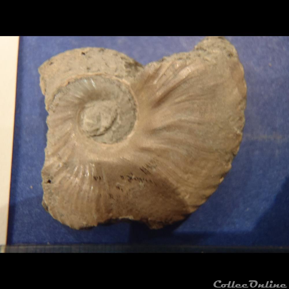 Euhoplites inornatus coquillage fossile invertebre euhoplites inornatus