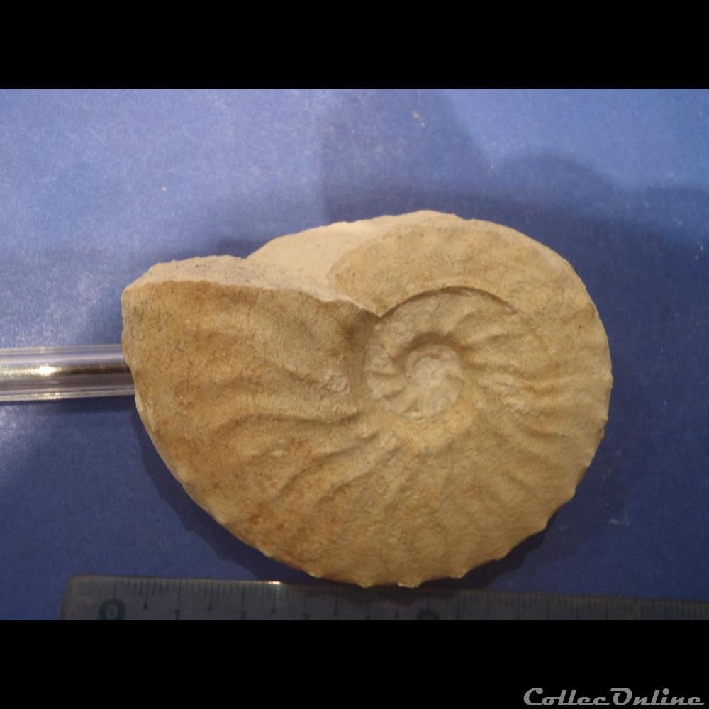 Schloenbachia varians coquillage fossile invertebre schloenbachia varians