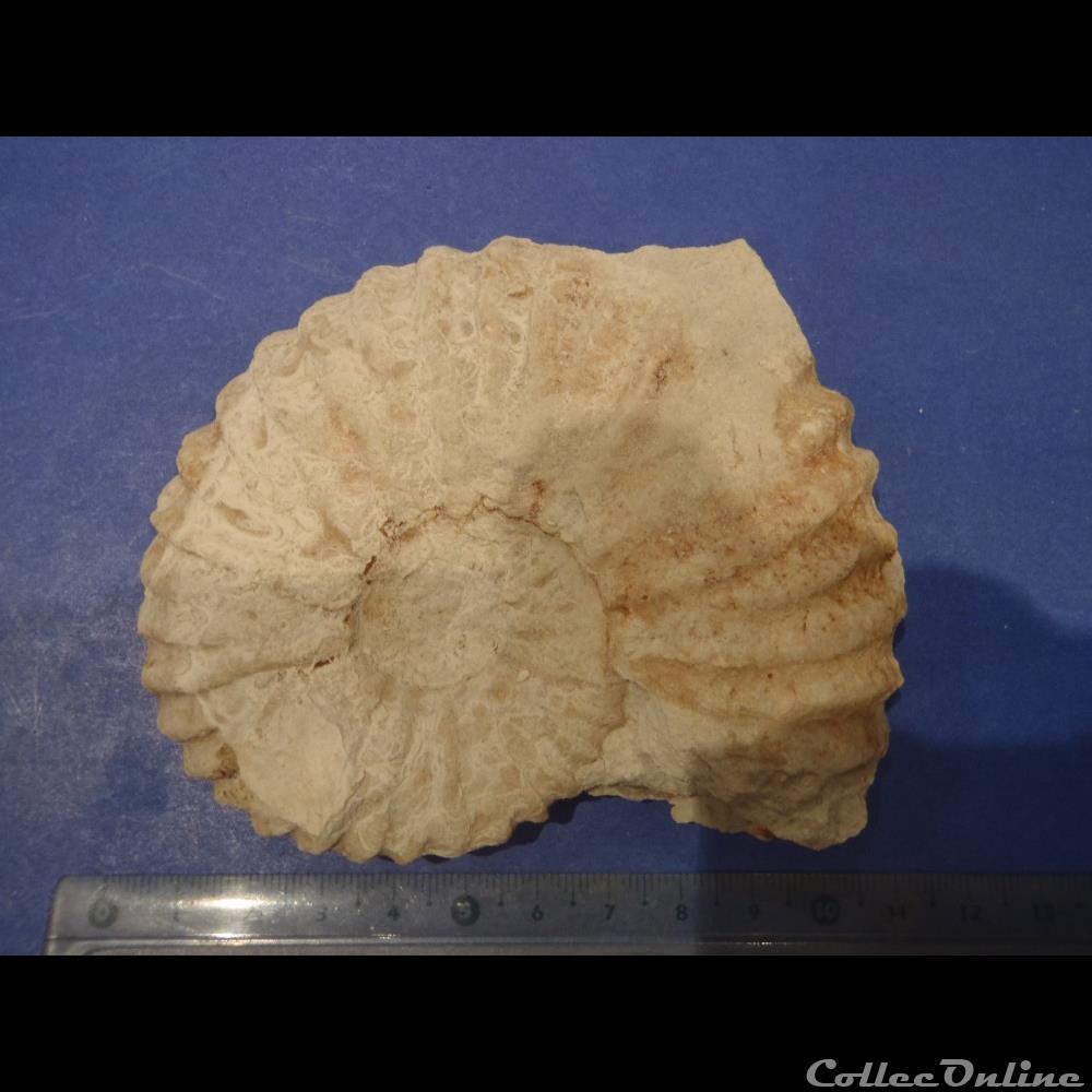 Calycocéras coquillage fossile calycoceras