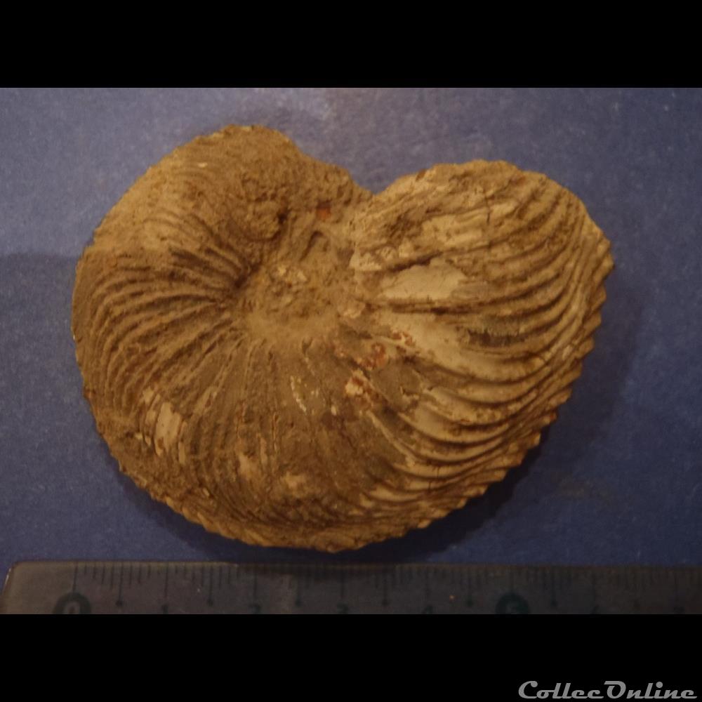 coquillage fossile invertebre cardioceras