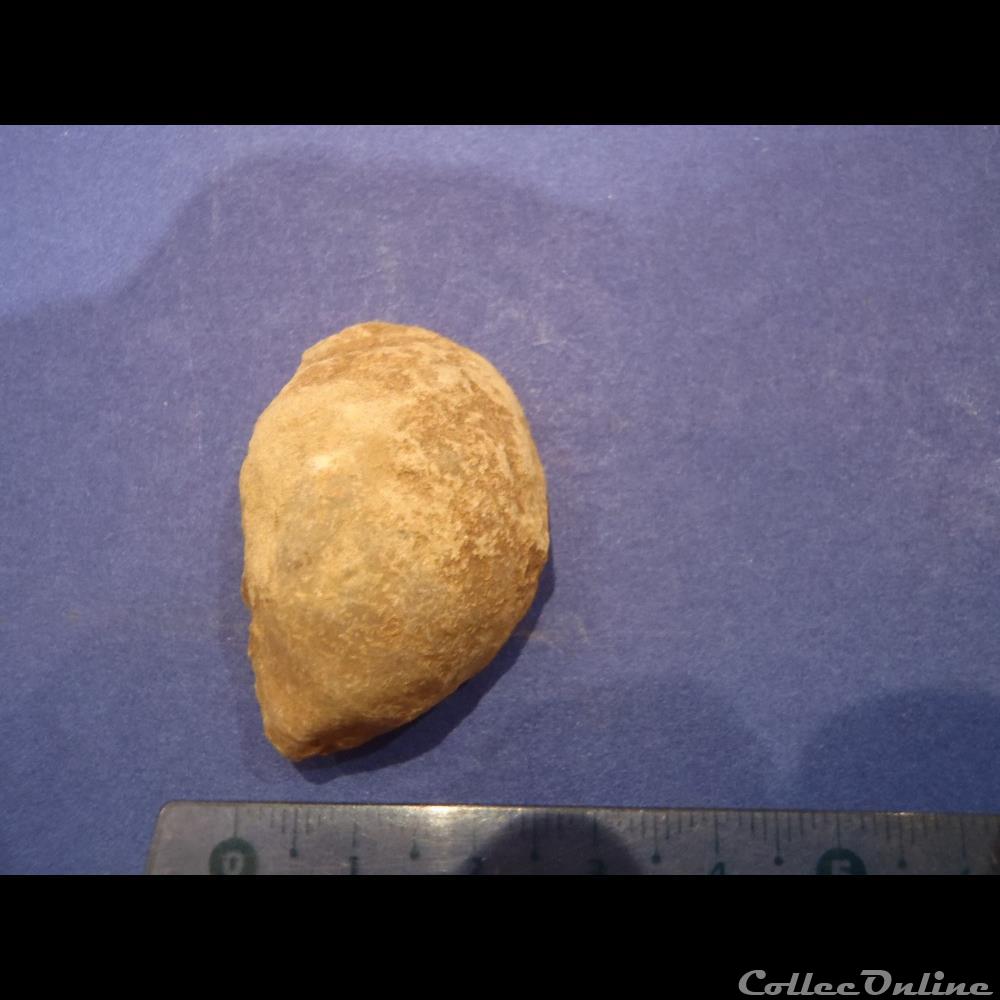 Bivalve indéterminé coquillage fossile invertebre bivalve indetermine