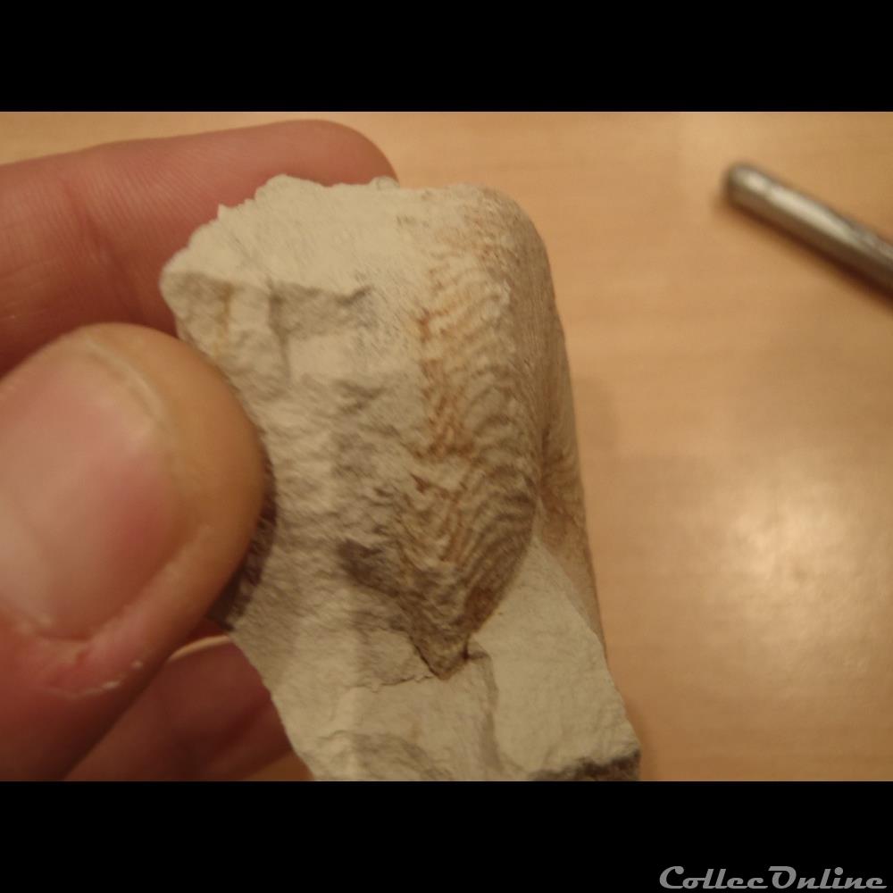 Nautile indéterminé 2 coquillage fossile nautile indetermine