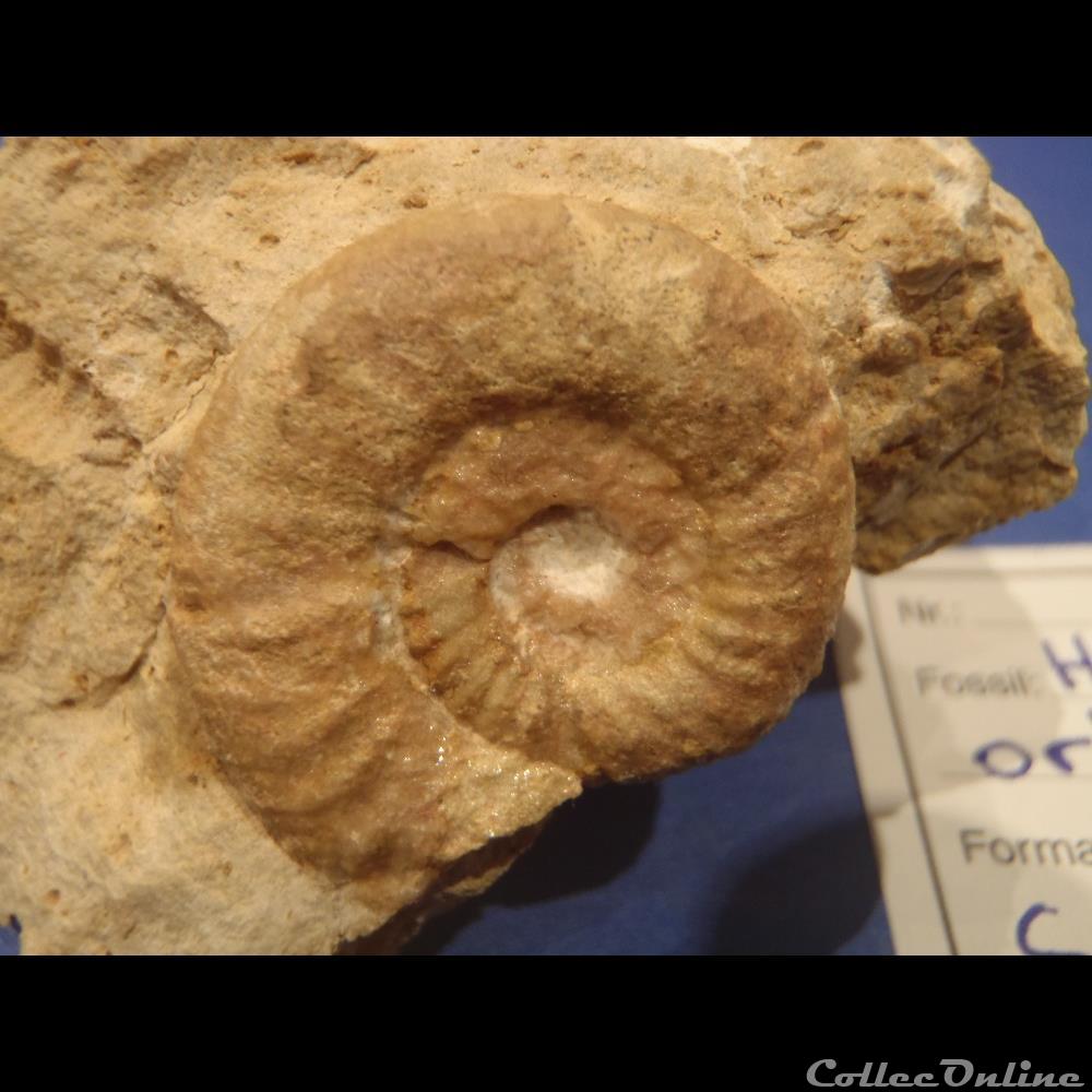 coquillage fossile invertebre hecticoceras orbignyiceras