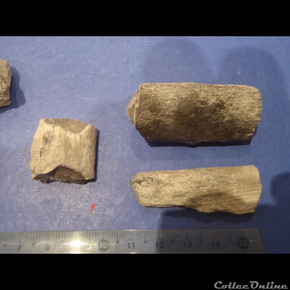 Fragments d'os indéterminés coquillage fossile invertebre fragments os indetermines