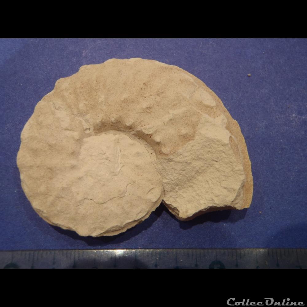 Schloenbachia varians 2 coquillage fossile invertebre schloenbachia varians
