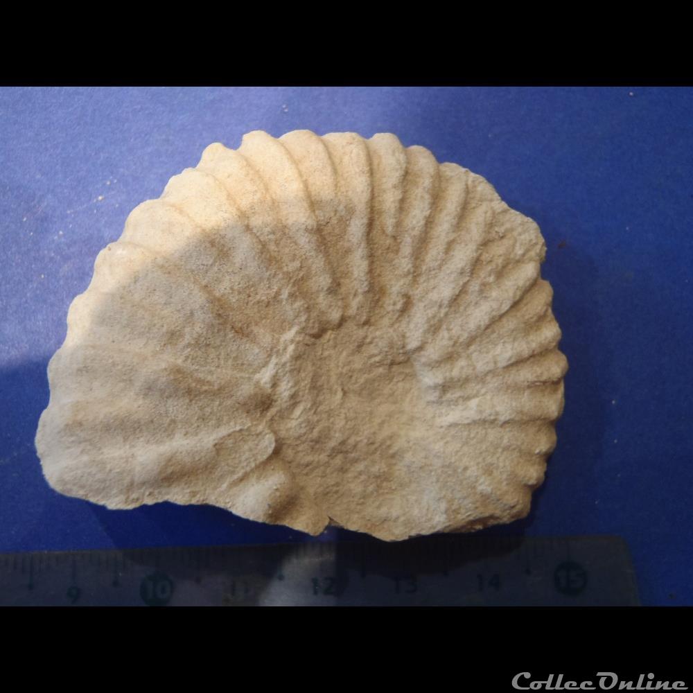 Mantelliceras mantelli 2 coquillage fossile invertebre mantelliceras mantelli