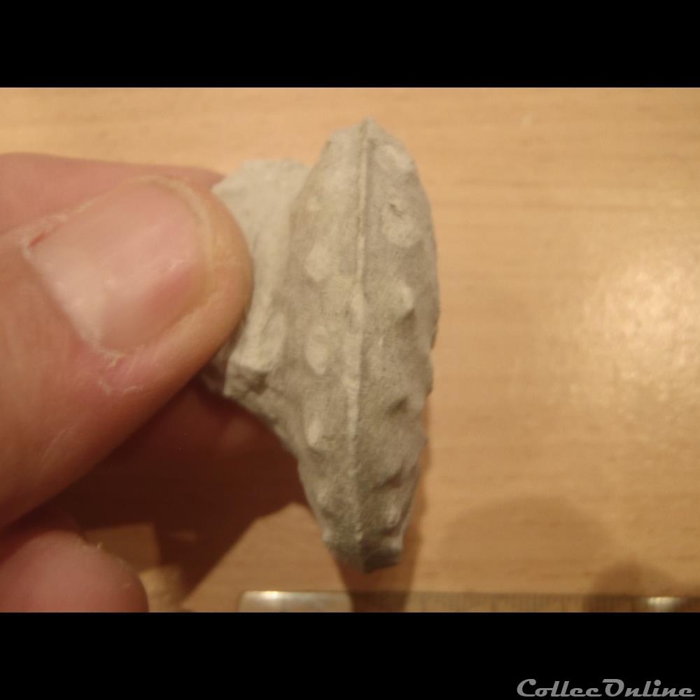 Schloenbachia varians coquillage fossile invertebre schloenbachia varians