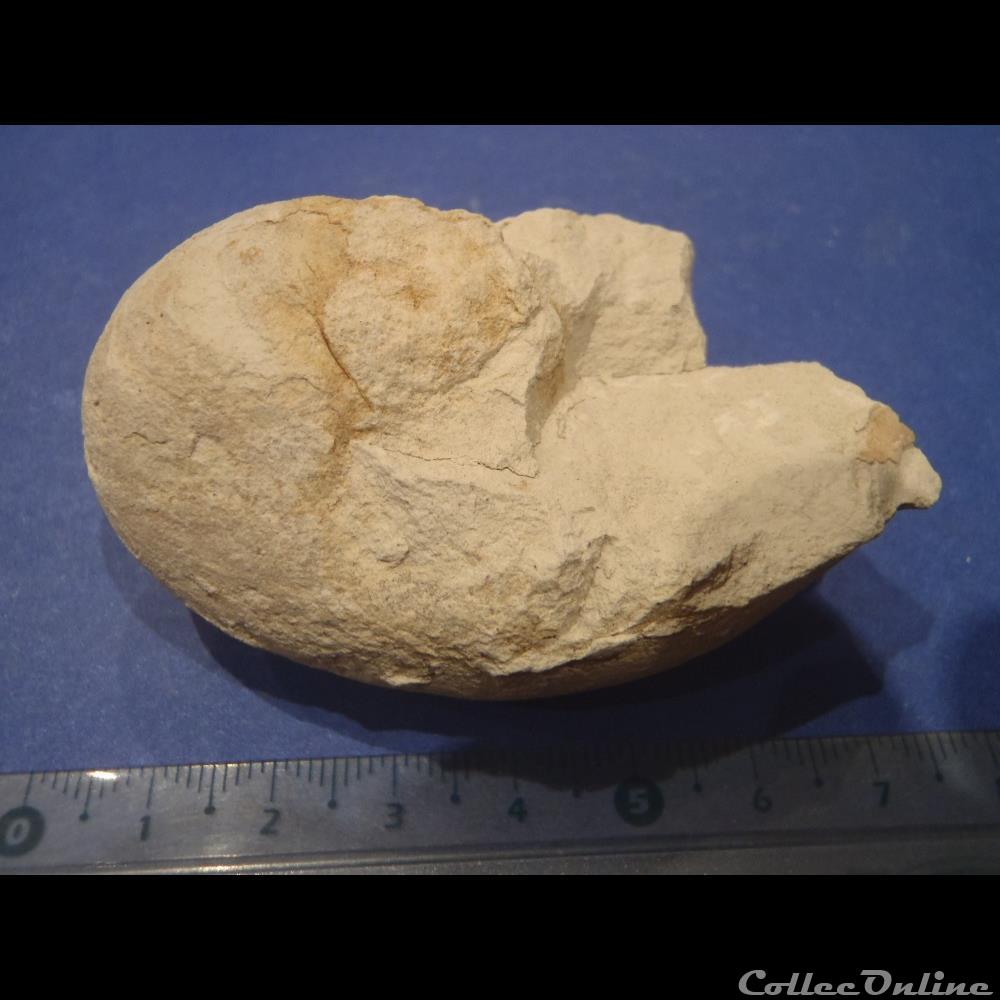 Nautile indéterminé coquillage fossile invertebre nautile indetermine