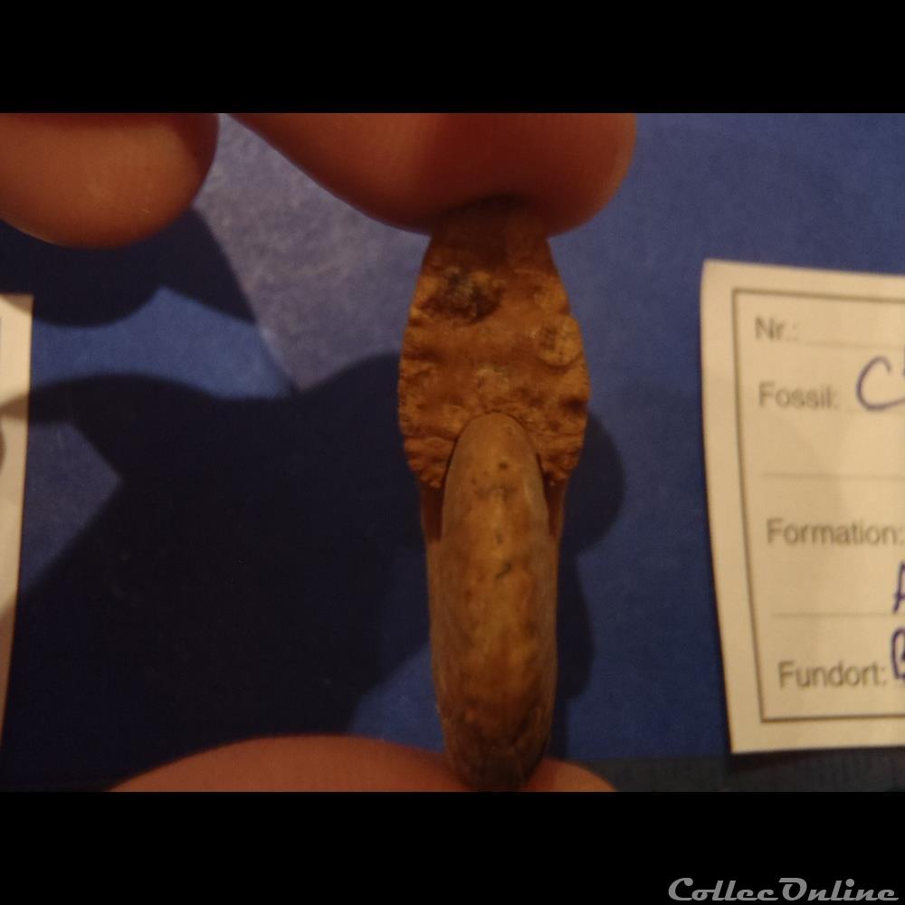 Cleoniceras besarei 7 2 coquillage fossile invertebre cleoniceras besarei 7