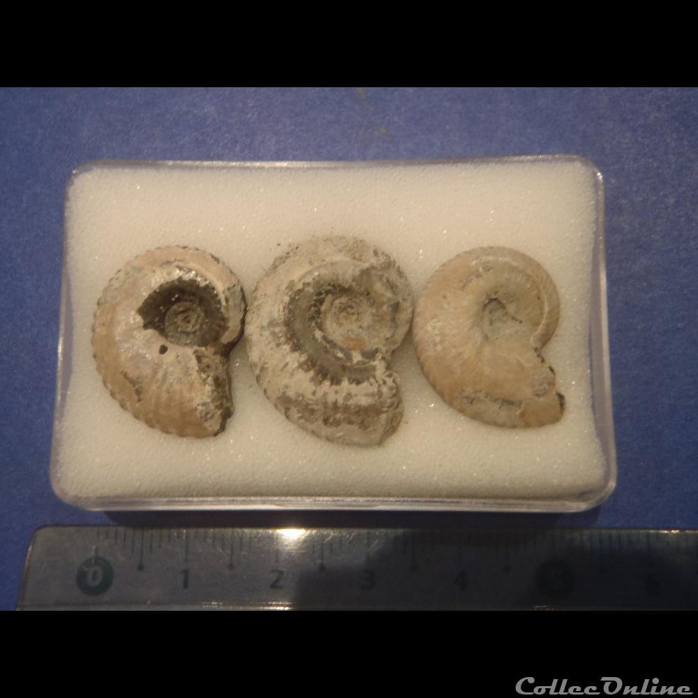 coquillage fossile invertebre anahoplites