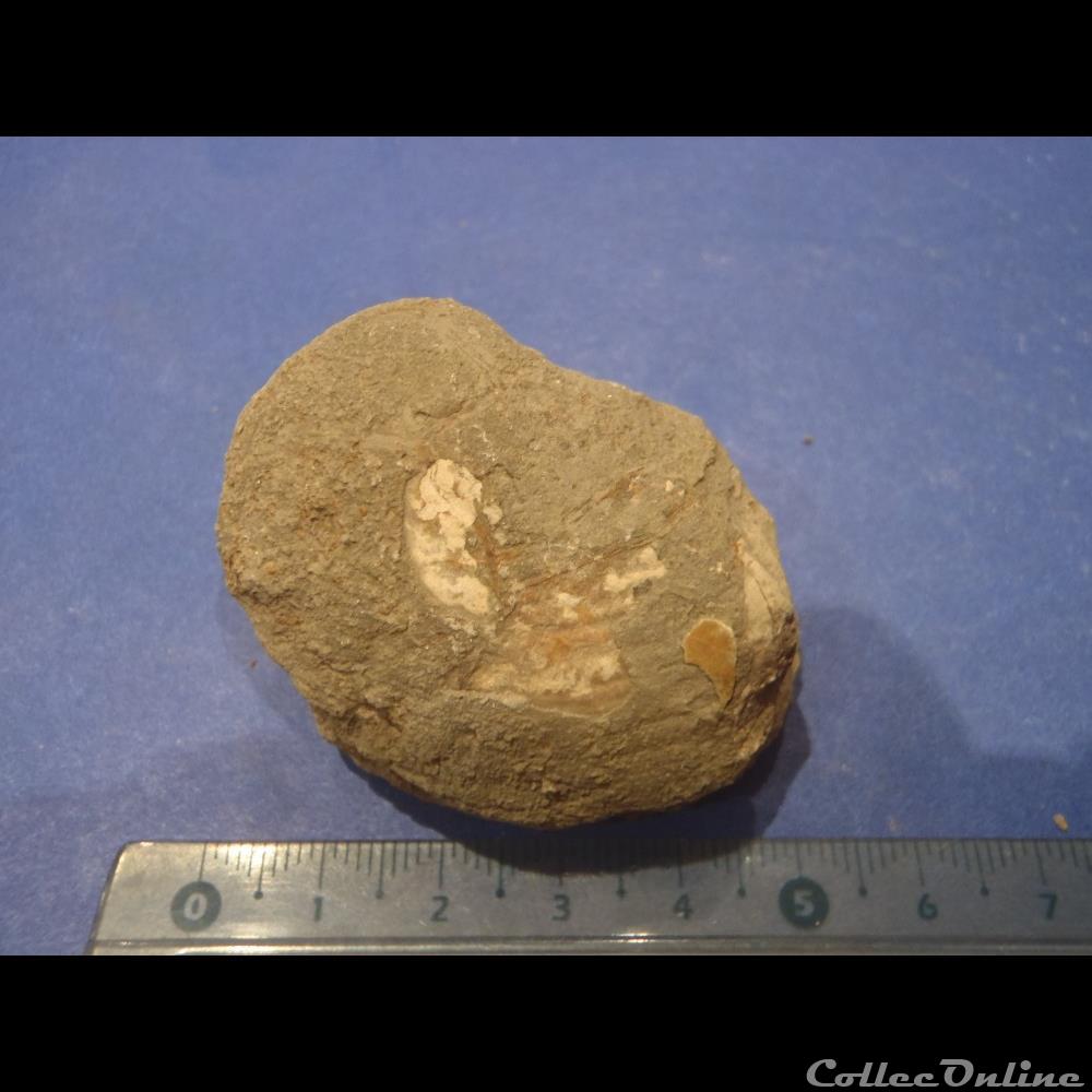 coquillage fossile bivalve indetermine
