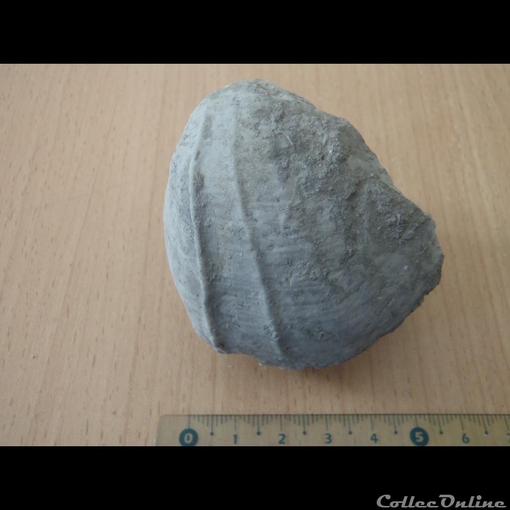 coquillage fossile invertebre indetermine