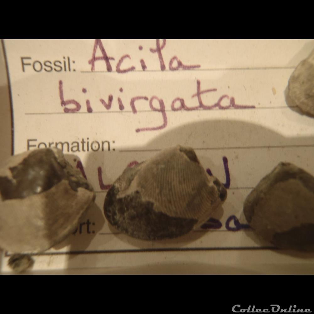 coquillage fossile invertebre acila bivirgata