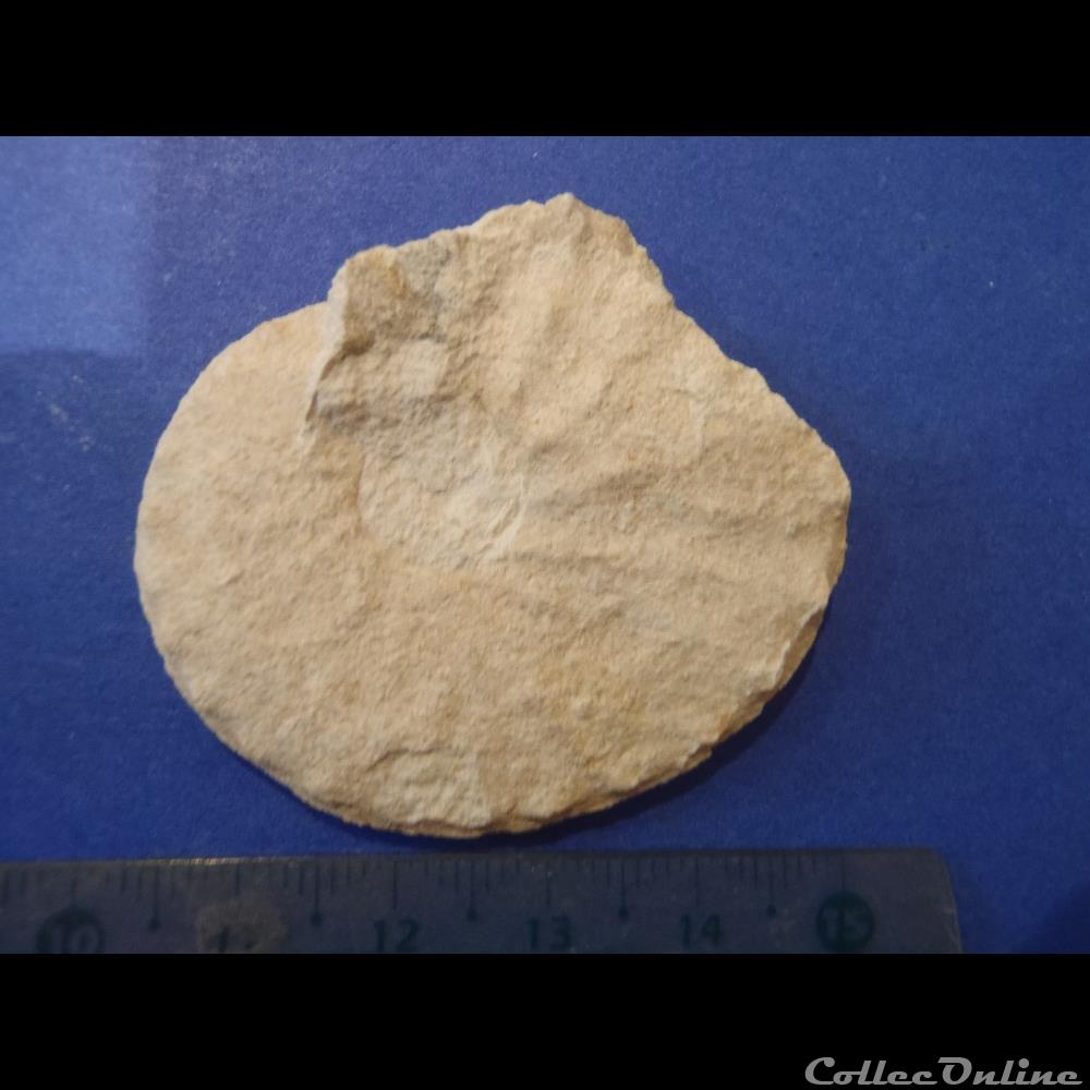 Schloenbachia varians 3 coquillage fossile invertebre schloenbachia varians
