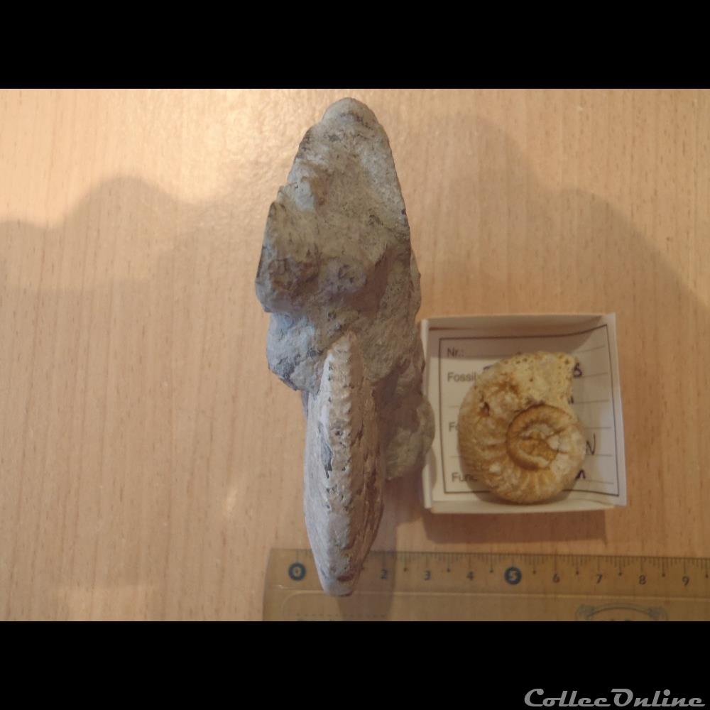 Ammonite indéterminée coquillage fossile invertebre ammonite indeterminee