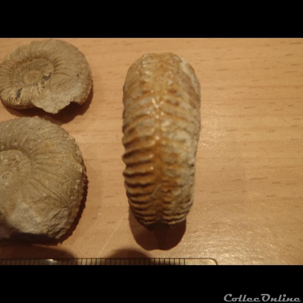 coquillage fossile garantiana garantiana