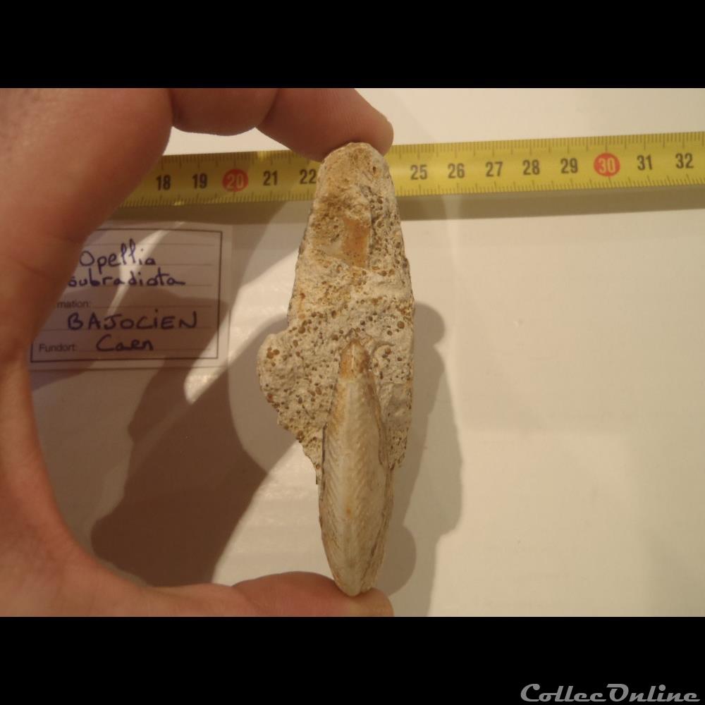Opelia subradiata 3 coquillage fossile invertebre opelia subradiata