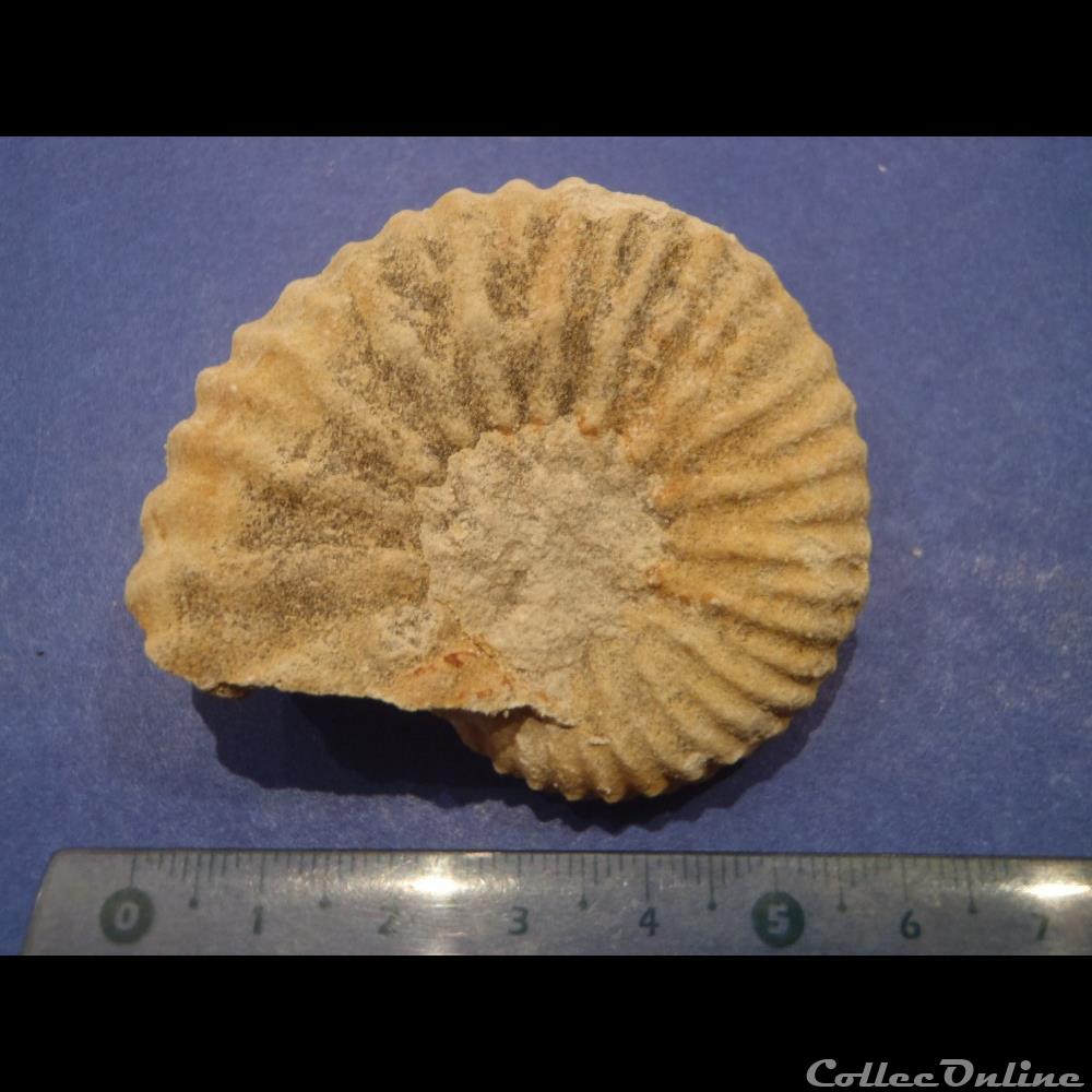 Mantelliceras mantelli coquillage fossile invertebre mantelliceras mantelli
