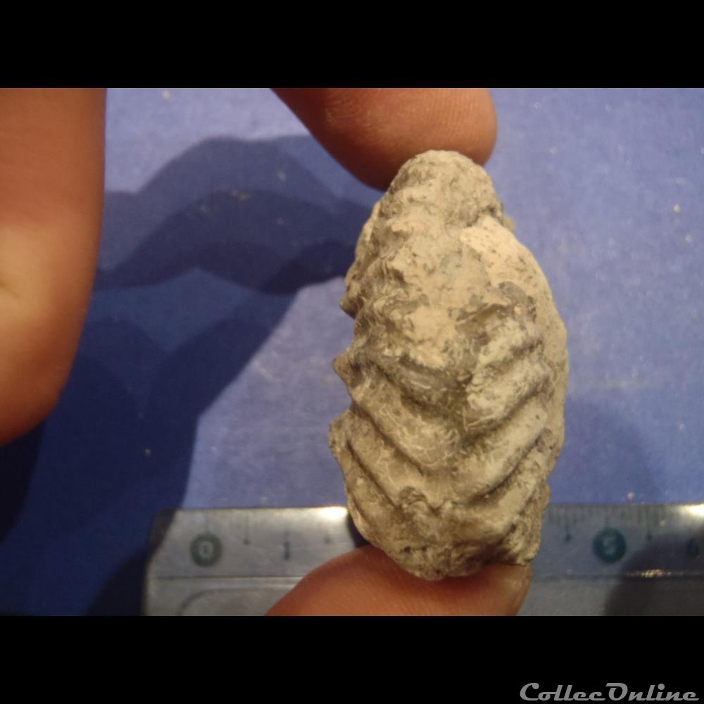 Hoplites dentatus coquillage fossile invertebre hoplites dentatus