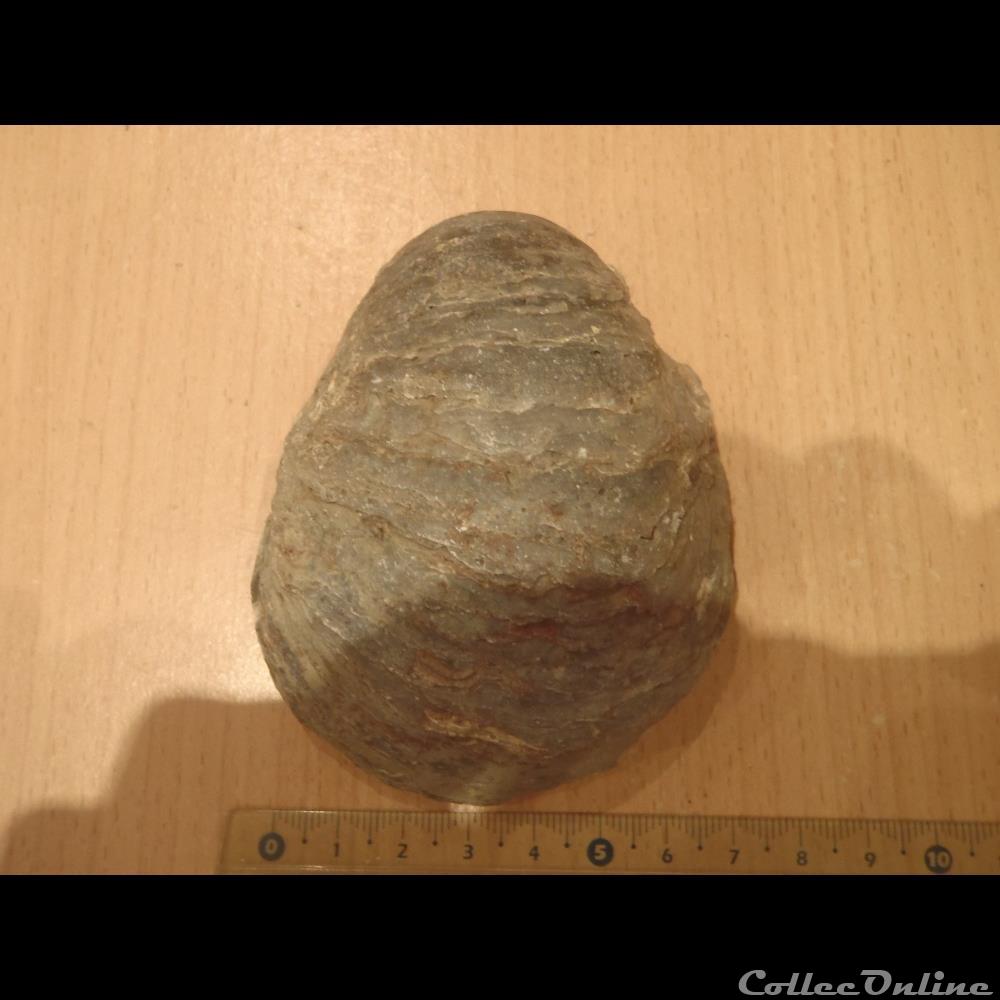 Gryphaea dilatata coquillage fossile invertebre gryphaea dilatata
