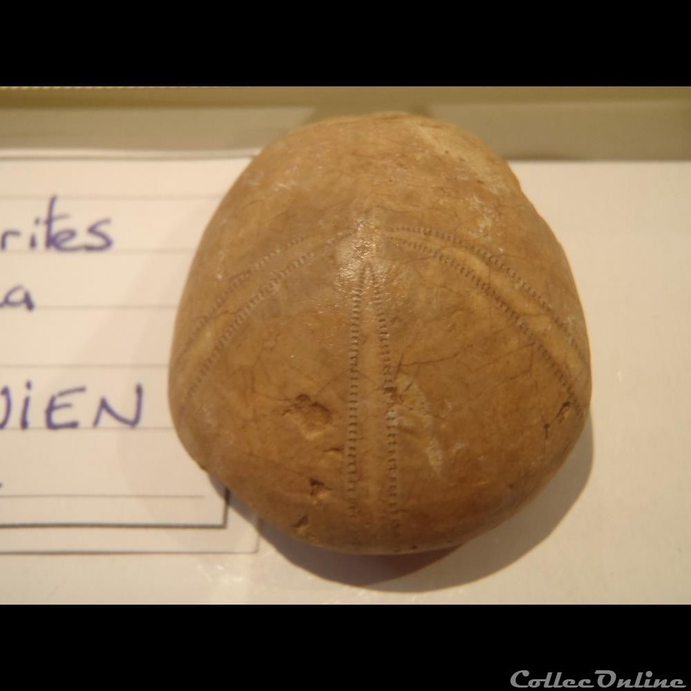 Collirytes elliptica 2 coquillage fossile invertebre collirytes elliptica