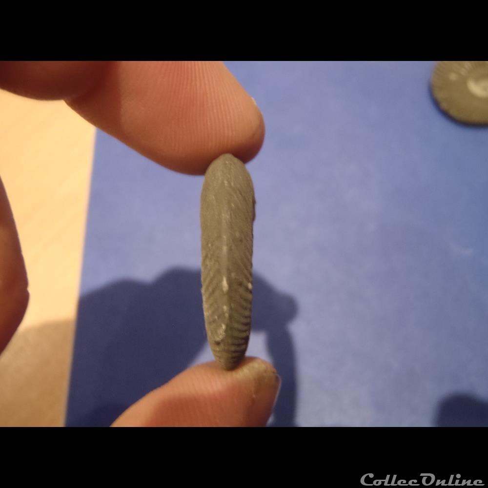 Indéterminé 3 coquillage fossile invertebre indetermine
