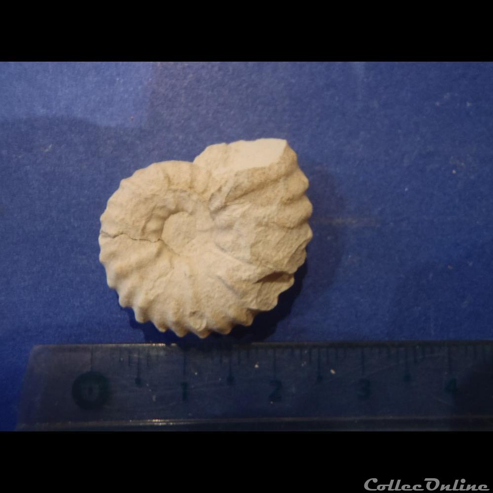 coquillage fossile mantelliceras mantelli