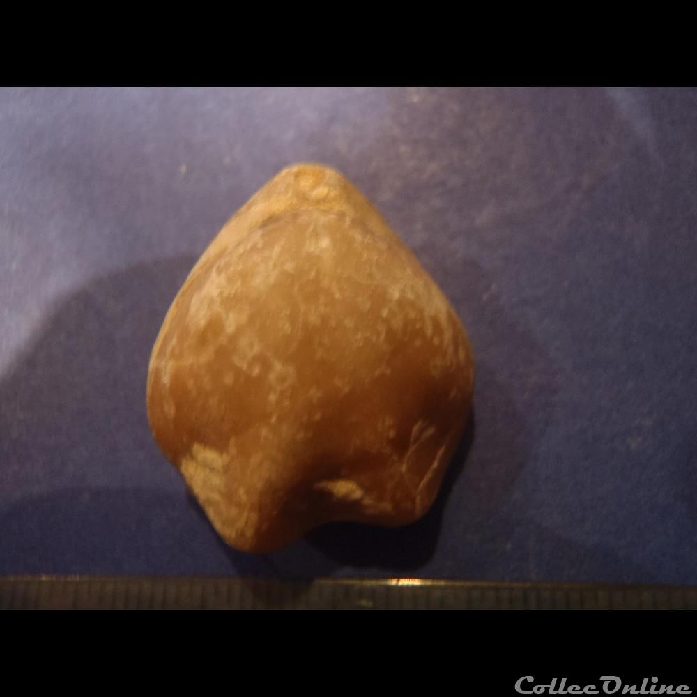 Pseudotubithyris globata 4 coquillage fossile invertebre pseudotubithyris globata