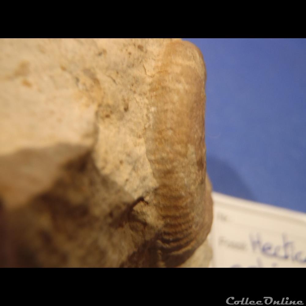 coquillage fossile invertebre hecticoceras orbignyiceras