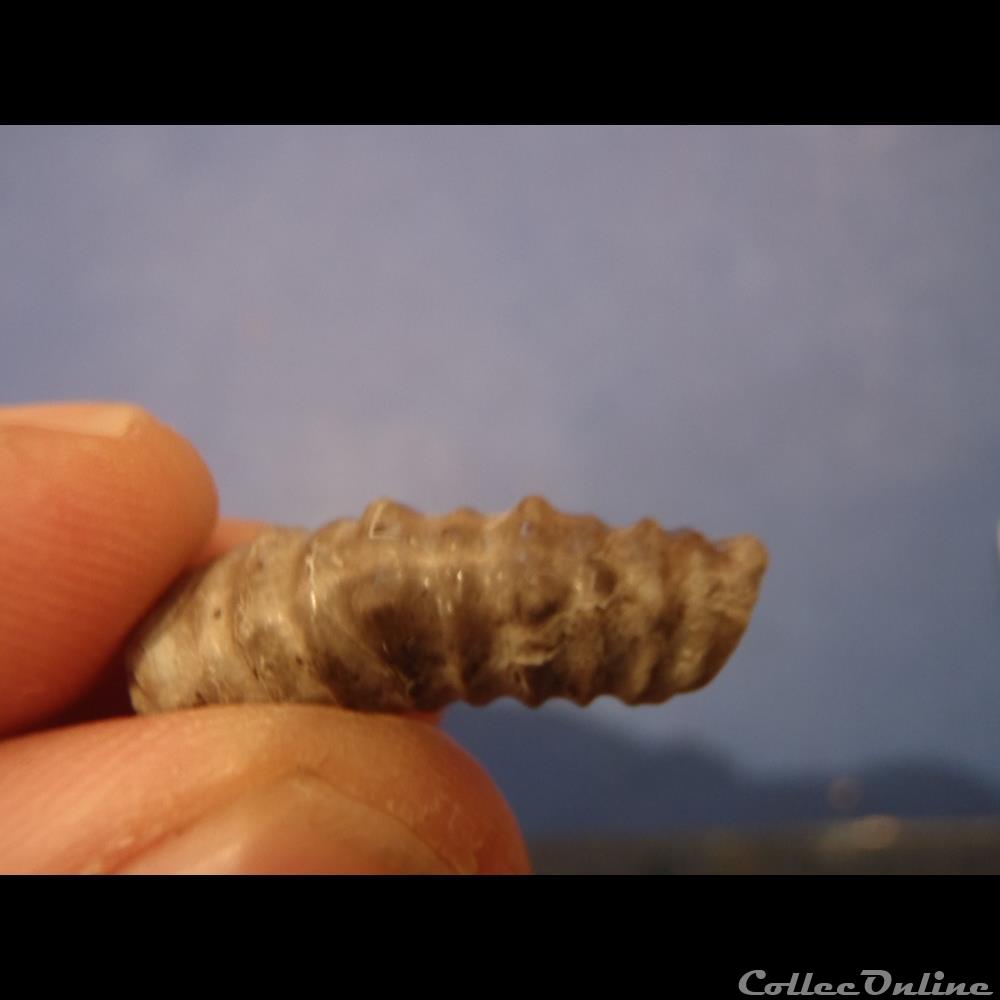 Idiohamites tuberculatus 2 coquillage fossile idiohamites tuberculatus
