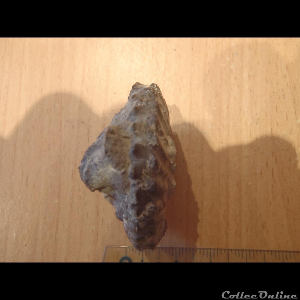 Ammonite indéterminée 4 2 coquillage fossile invertebre ammonite indeterminee 4